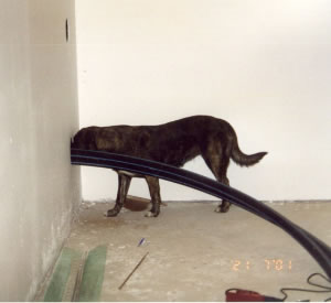 Einführung der Leitungen vom Verteilerschacht in den Keller, hier mit neugierigem Haustier